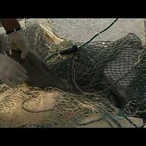 Flounder Fishing, The Rise of the Forgotten Flounder-Texas Parks and Wildlife [Official]