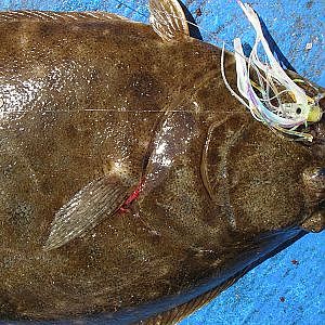 Flounder Fishing with Gulp and Teaser Skirts