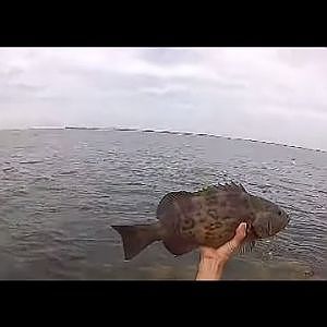 Fishing Roadside in St. Pete , Grouper, Flounder Biting!!