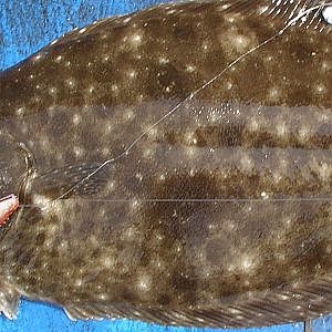 Fishing for Flounder  - Casting and Jigging in Shallow Water with Gulp