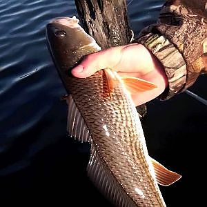 Inshore Fishing Jacksonville Florida for Redfish and Flounder