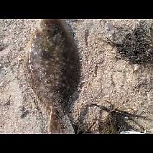 flounder fishing 6/26/10