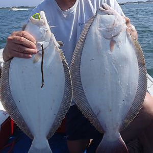 Jigging for Flounder - Culling a Limit