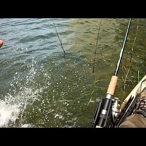 Owl Creek, Rudee Inlet, Virginia Beach, Kayak Fishing, Flounder, Bluefish