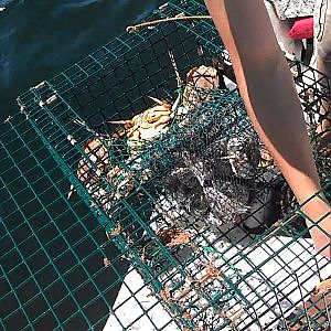 lobster pots and flounder fishing