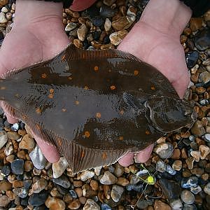 How To Catch Flatfish - East Sussex Casters