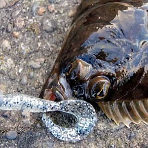 Lure Fishing for Flounder in Ireland