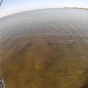 Sight Casting Flounder Mosquito Lagoon Down South Lures Sight Fishing