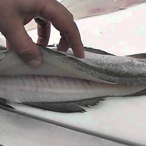 Passionate About Fish - How to Fillet Pollack