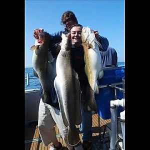 Large Cod,Pollock and Ling wreck fishing in  the English channel