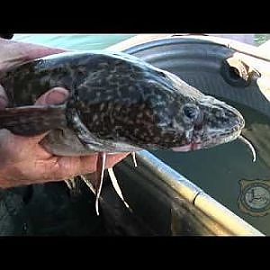 Dealing with Burbot