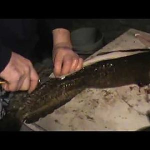 How to filet a burbot fish.