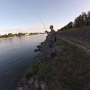 Rapfen jagd am Rhein