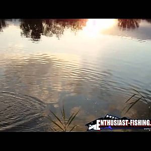 Meine ersten Rapfen - Asp Fishing