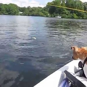 Rapfen Topwater Drill auf dem Tegelersee in Berlin Full HD