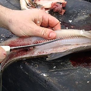 Cleaning whitefish,professional cleaned whitefish,How to clean a whitefish,Filleting a whitefish,