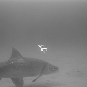 Underwater Whitefish Ice Fishing