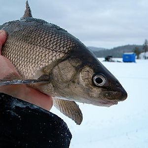 Straight To The Point Angling Adventures - Ice Fishing Whitefish Montage