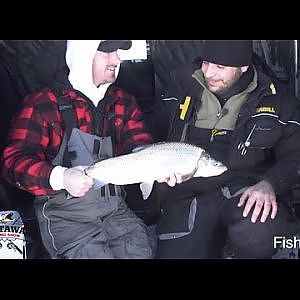 Lake Simcoe Whitefish - Ice Fishing with Stealth Rigs - Castaway Fishing