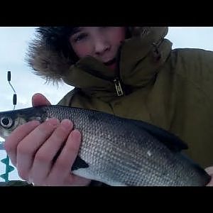 Whitefish and Perch- Ice Fishing 2013