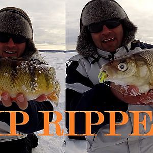 Lip Ripperz How To: Ice Fishing Jumbo Perch and Whitefish