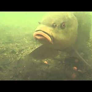 Underwater Angling - Tench feeding on boilies pt1