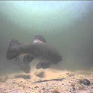 Tench underwater