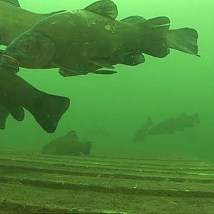 Tench (Doctor fish) in Freshwater lake