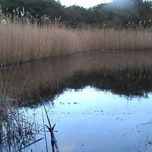 Tench fishing down my local Lake (video 27)