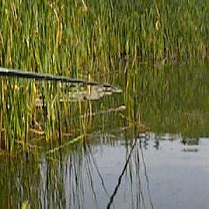 Tench fishing at the Warren Stanford Le Hope