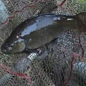 Tench and Rudd fishing down my local lake (video 30)