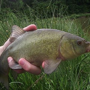 Coarse Fishing: Tench and Carp | Local club pond