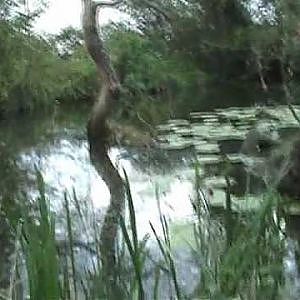 fishing for carp, tench and rudd (video 2)