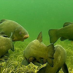 Underwater with Canon FX100: Tench fish, fishing. Рыбалка: линь под водой зимой.
