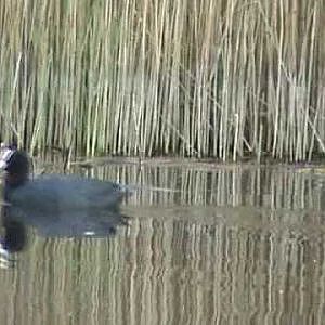 Tench fishing at the local lake (video 28)