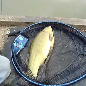 First Tench I caught at the Bury hill fisheries