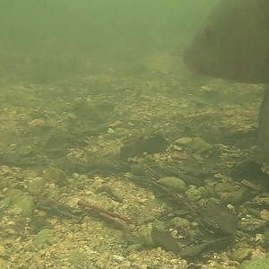 Underwater Angling - Tench and roach feeding.