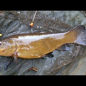 Tench and Carp Fishing at Everton Grange Lakes Hampshire