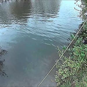 Coarse Tench Fishing on a Fly Rod in the Central South Island New Zealand with Gary