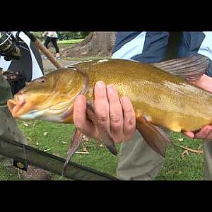 Tagging Tench - Coarse Fishing part 3