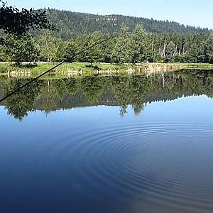 Pêche au coup en étang