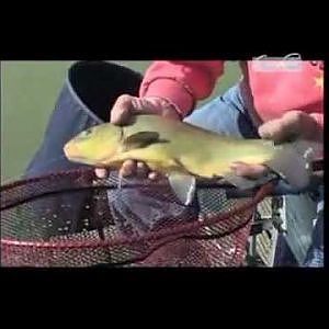 Pêche de la tanche au feeder