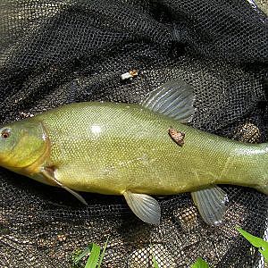 Pêche au coup grosses tanches