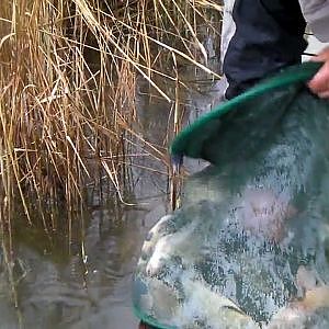 Pêche au coup(grosses tanches et carpes)