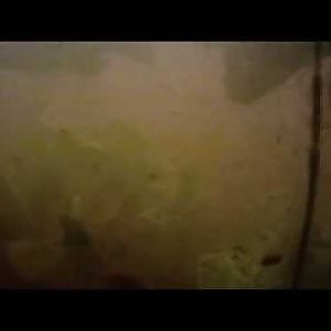 Penvissen op zeelt (met onderwaterbeelden)