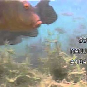 angeln auf Schleie Unterwasservideo