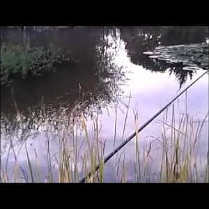 Angeln im kleinen Teich auf Schleie #2