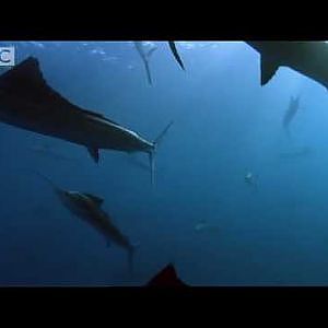 Sail Fish Hunting - BBC Planet Earth