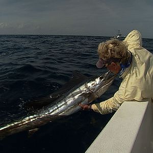 Sailfish Sound - Florida BILLFISH on light tackle