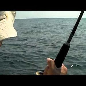 Sailfish on Shimano Baitrunner 8000D